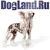 Китайская хохлатая собака -DogLand.ru