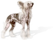 Одежда для собак, одежда для собак породы Китайская хохлатая, комбинезоны для собак